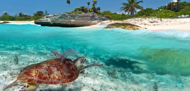 Underwater,Scene,Of,Caribbean,Sea,With,Snorkeling,Green,Turtle,,Mexico